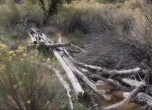 Possibly the remains of Charles Hall's corrals. Charles Hall lived in Cottonwood Canyon while he operated the ferry at the Hole-in-the-Rock crossing. Lamont Crabtree Photo